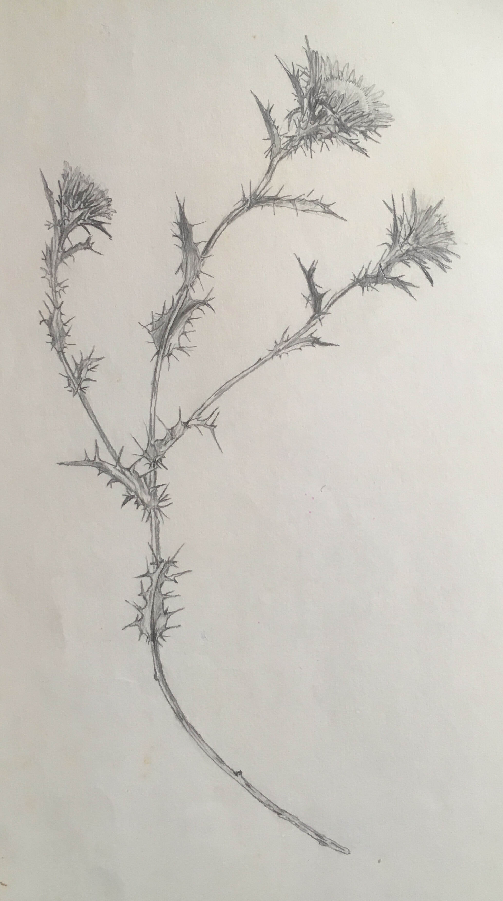 Botanical study in charcoal